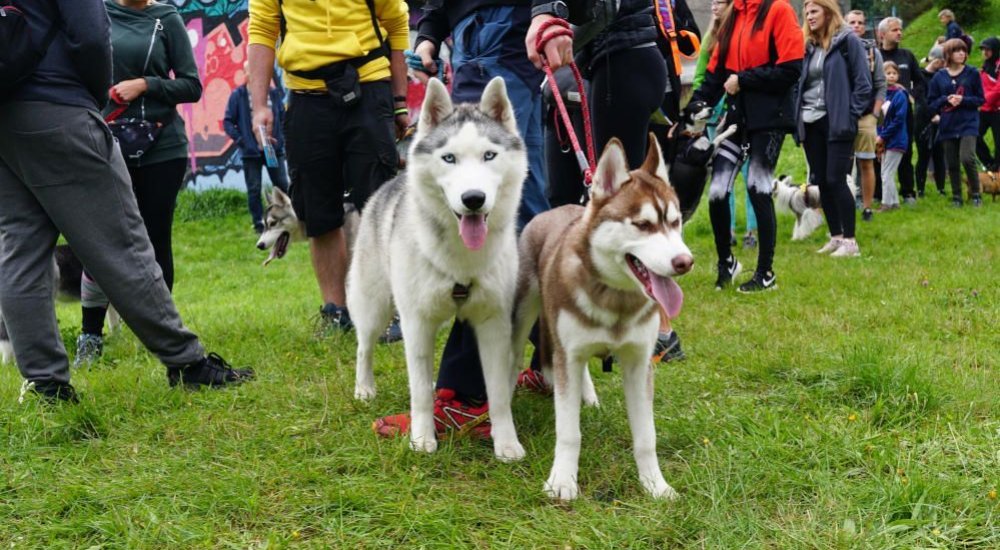 Ruszyły zapisy na VII Jastrzębski DogTrekking TropDOGrzybka, fot. z arch. UM